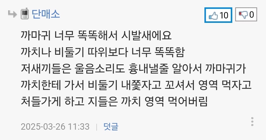 까마귀가 둥지 지으려고 소 털 뜯어가는 장면.jpg