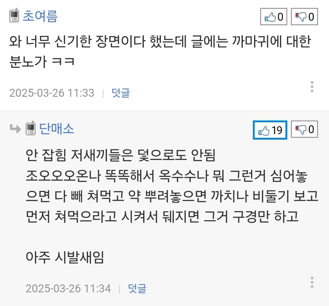 까마귀가 둥지 지으려고 소 털 뜯어가는 장면.jpg