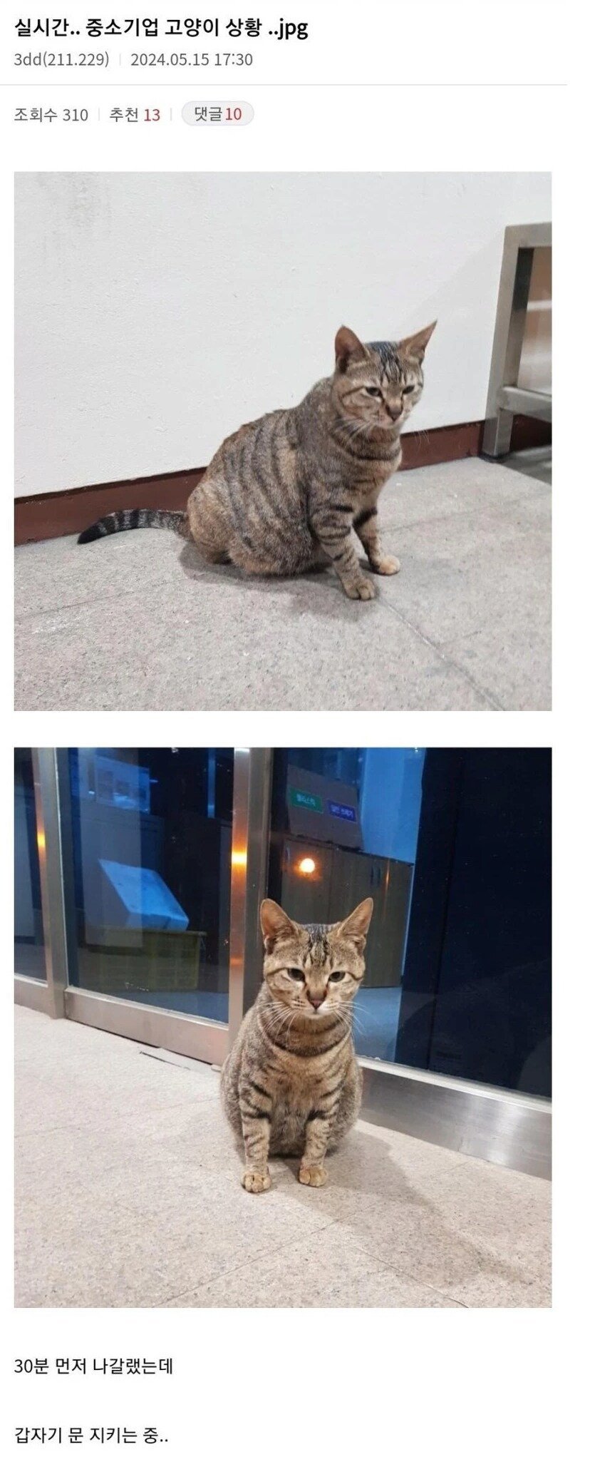 사측 고양이