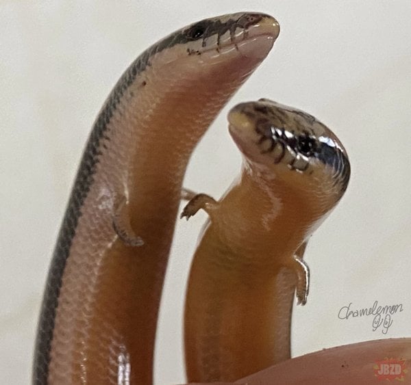 하찮은 발을 가진 리고소마 도마뱀