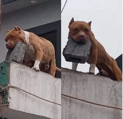 우리집 개는 물지 않아요