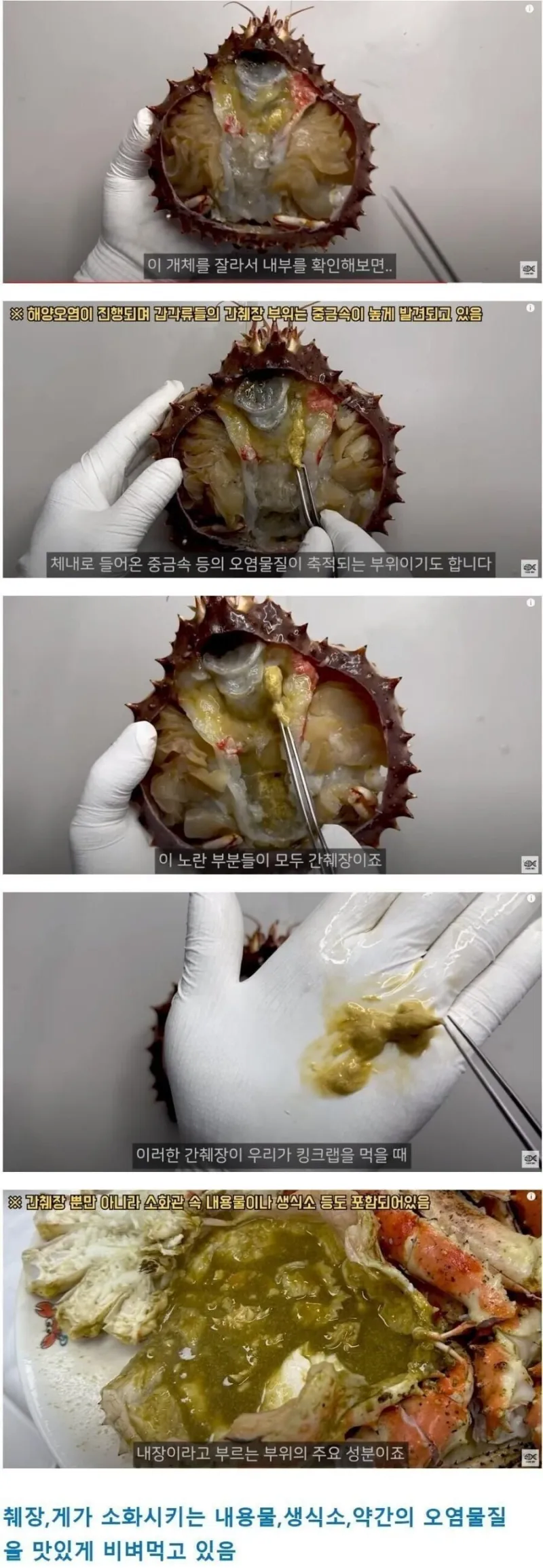 킹크랩 및 대게 내장의 진실