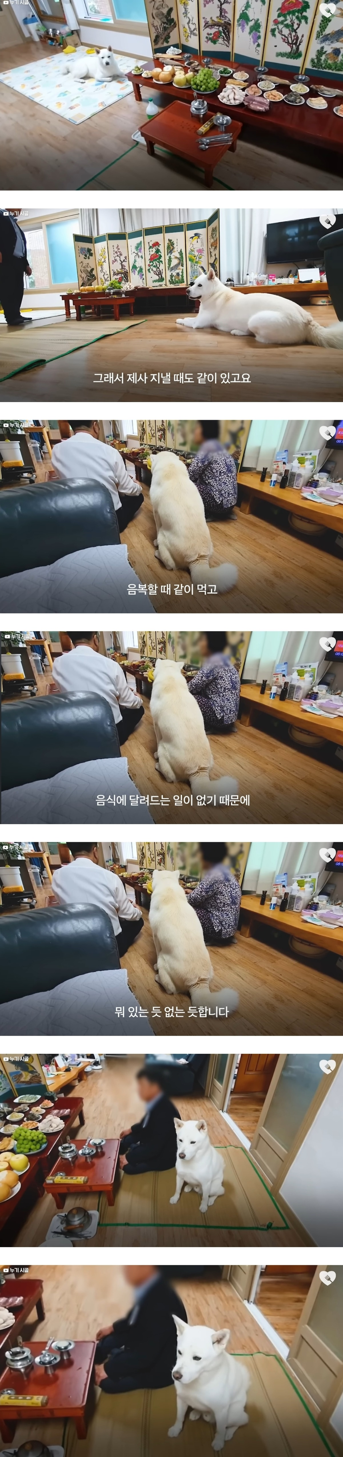진돗개는 식탐 조절을 잘한다