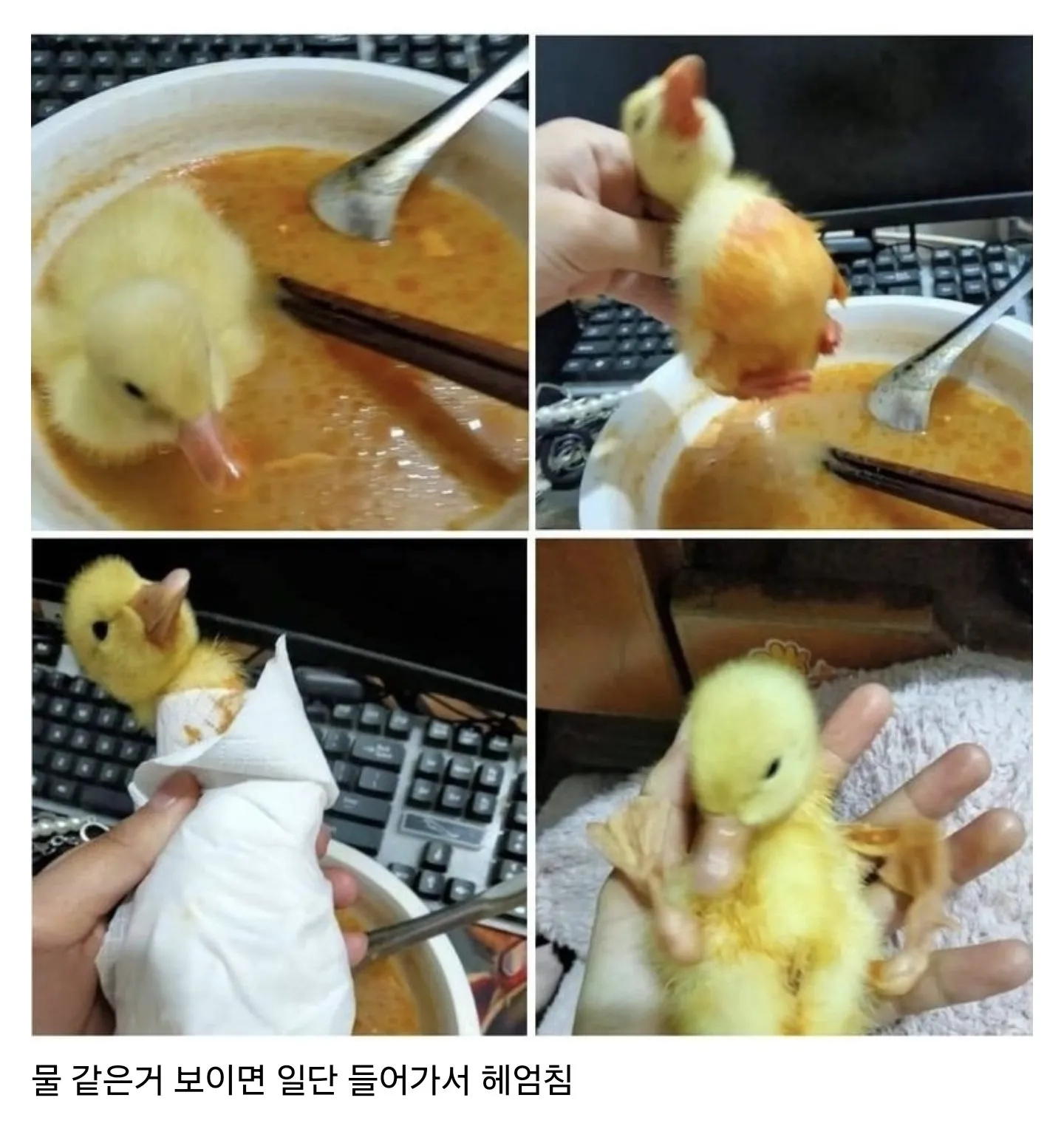 새끼오리 키울 때 주의할 점.jpg