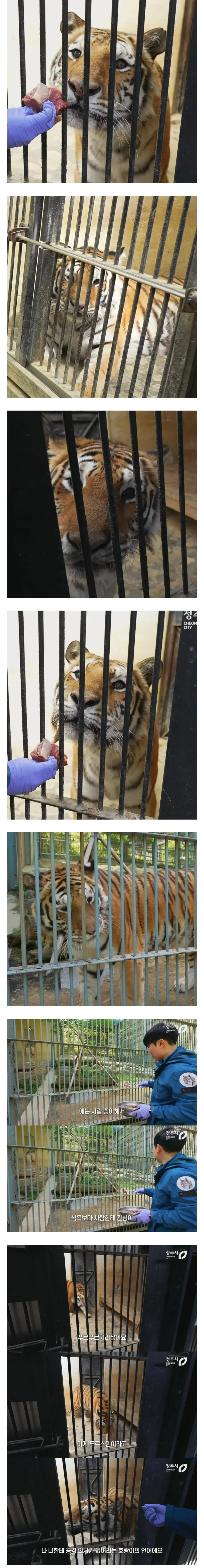 사람 좋아하는 청주동물원 호랑이