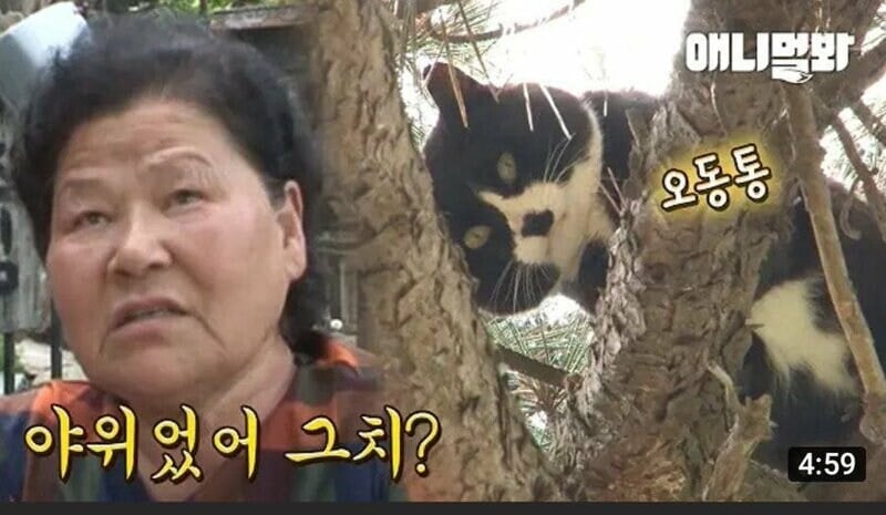 야윈고양이가 안타까운 할머니