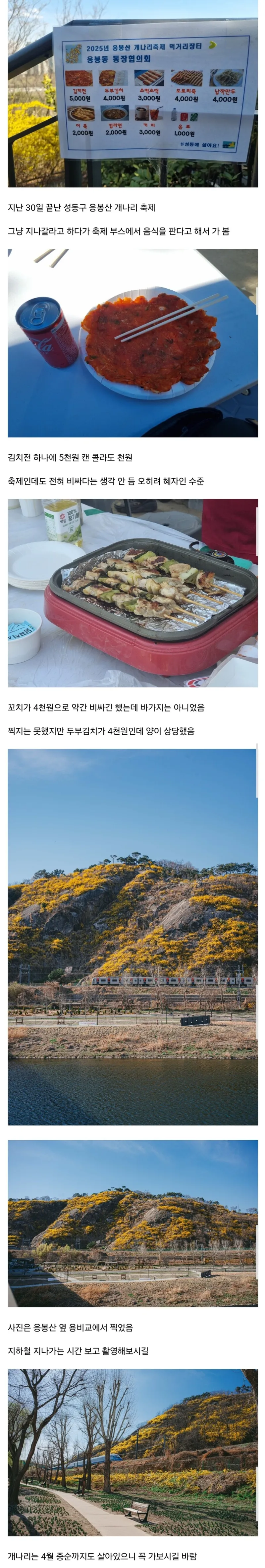 논란인 2025년 응봉산 개나리축제 먹거리