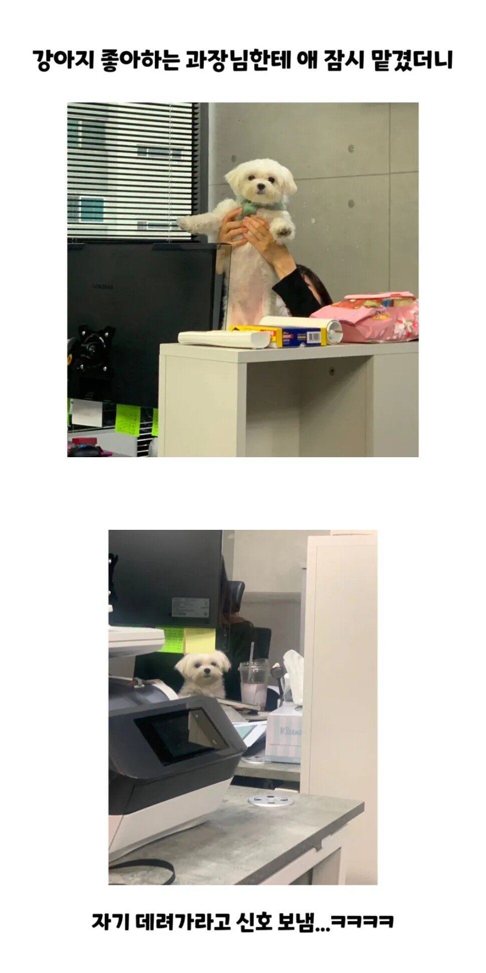 과장님에게 팔려간 강아지의 최후