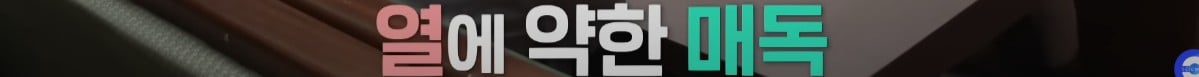 매독 걸린 사람에게 말라리아를 감염 시켜 노벨방 받은 이야기