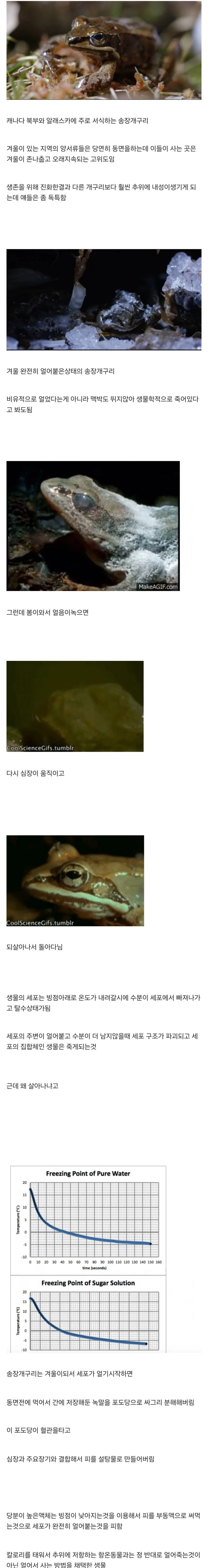 냉동이 되었다 살아나는 개구리.jpg