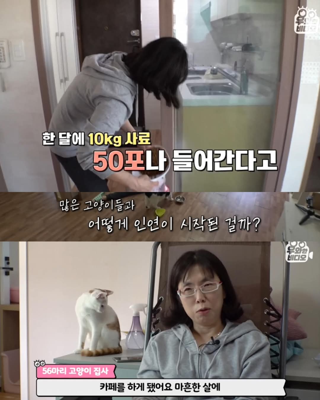 고양이가 좋아서 빌라 통째로 산 사람ㄷㄷ