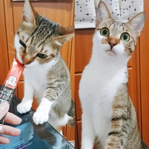 집사의 비싼 츄르 뺏어 먹고 각성한 고양이