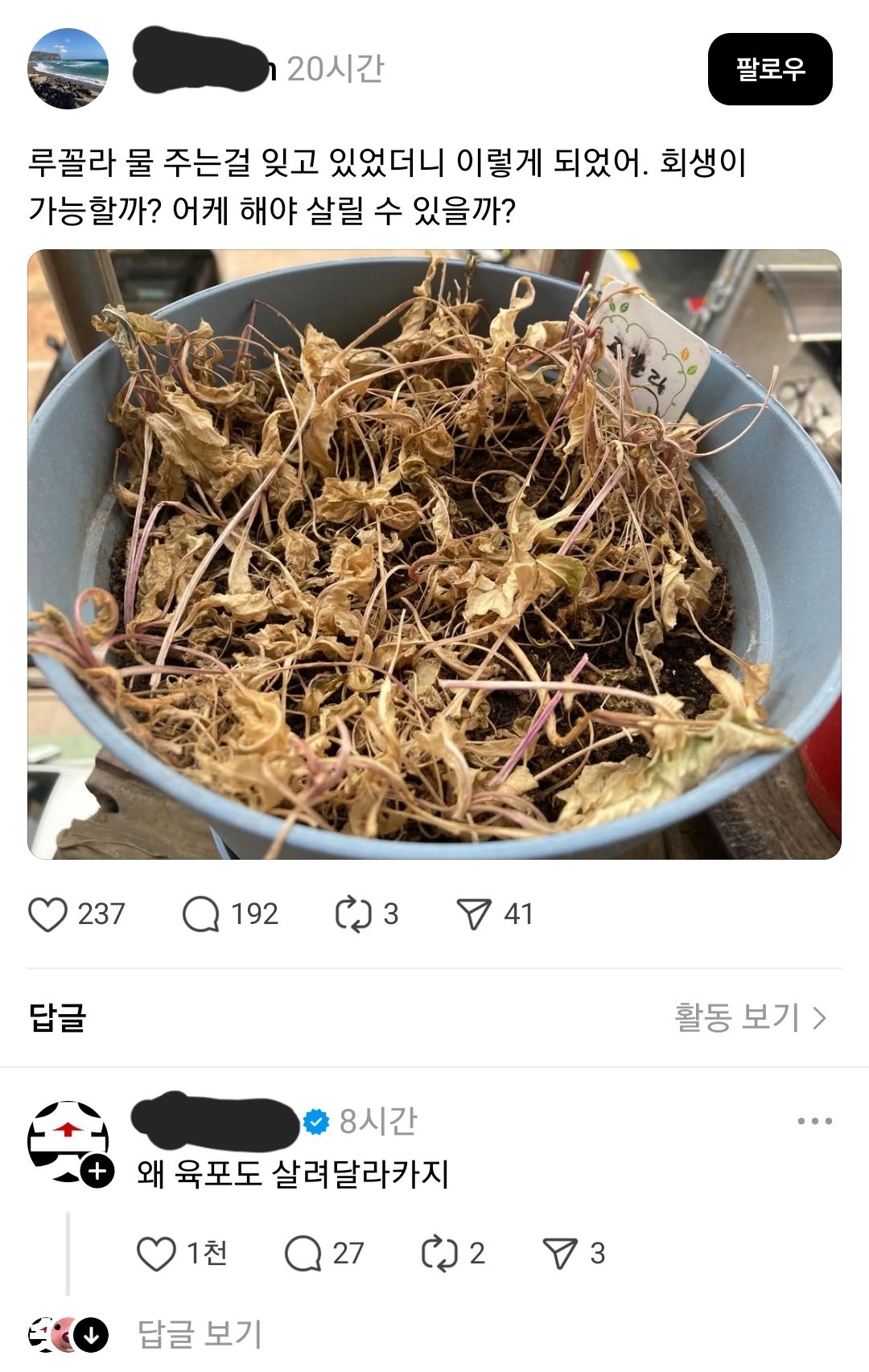 루꼴라 회생 방법.jpg