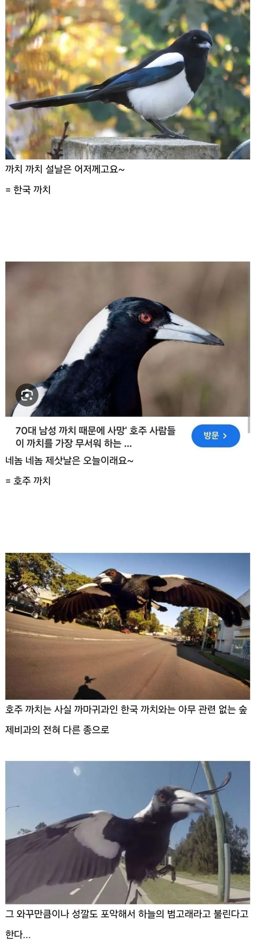 까치까치 설날은~