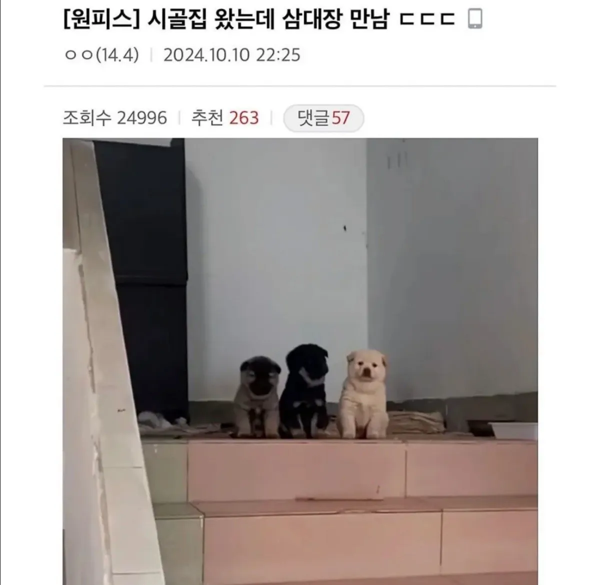 시골집 왔는데 삼대장 만남 ㄷㄷㄷ