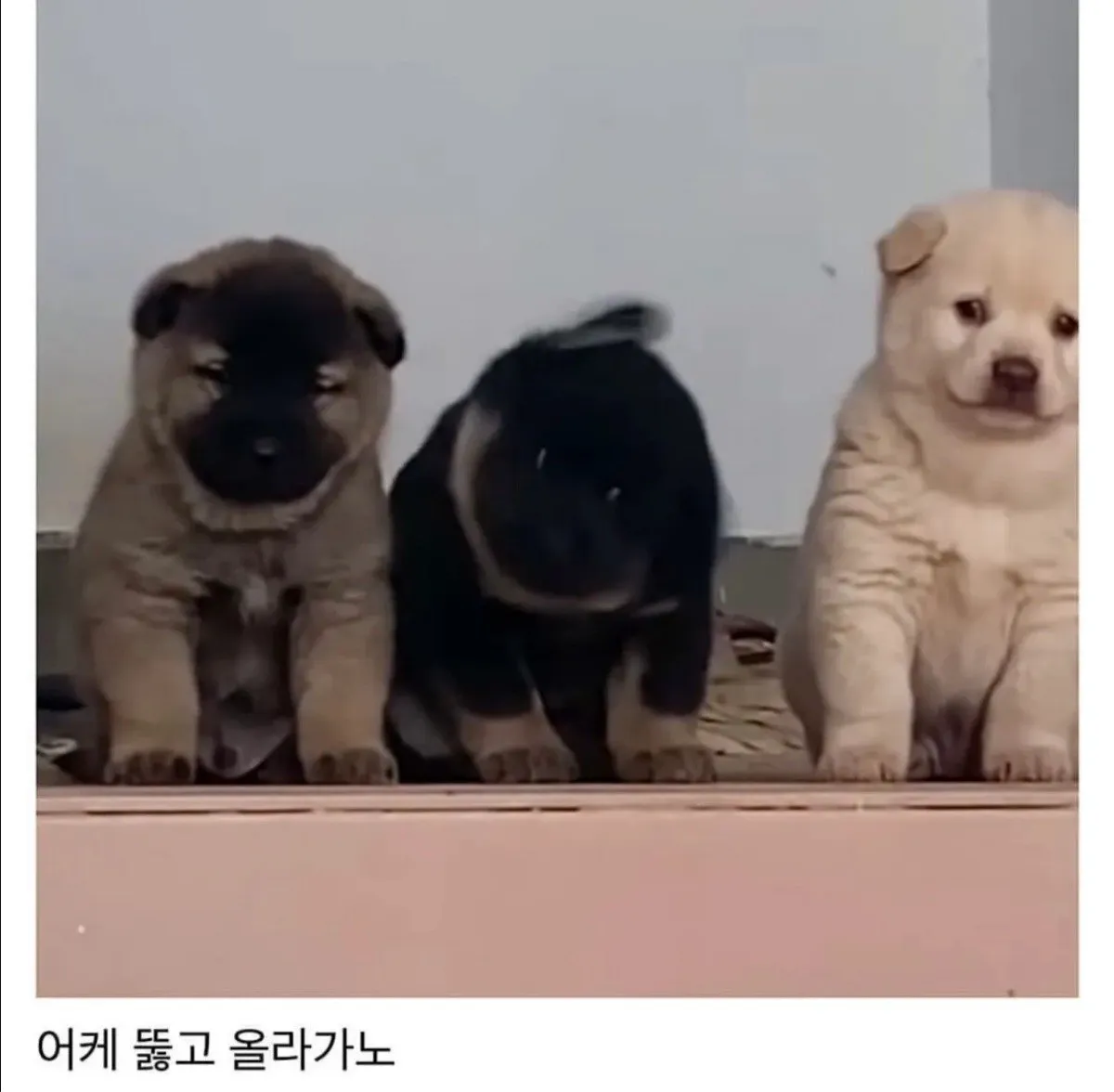 시골집 왔는데 삼대장 만남 ㄷㄷㄷ