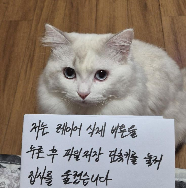 집사를 슬프게한 고양이