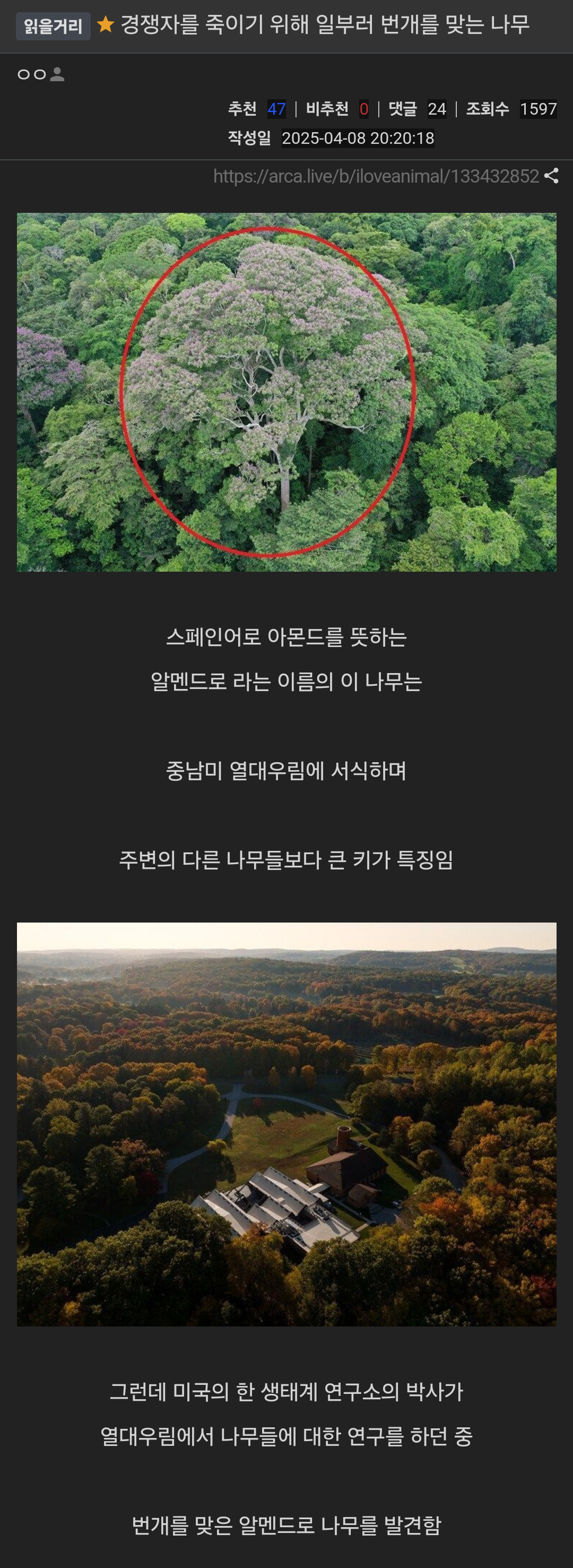 경쟁자를 죽이기 위해 일부러 번개를 맞는 나무