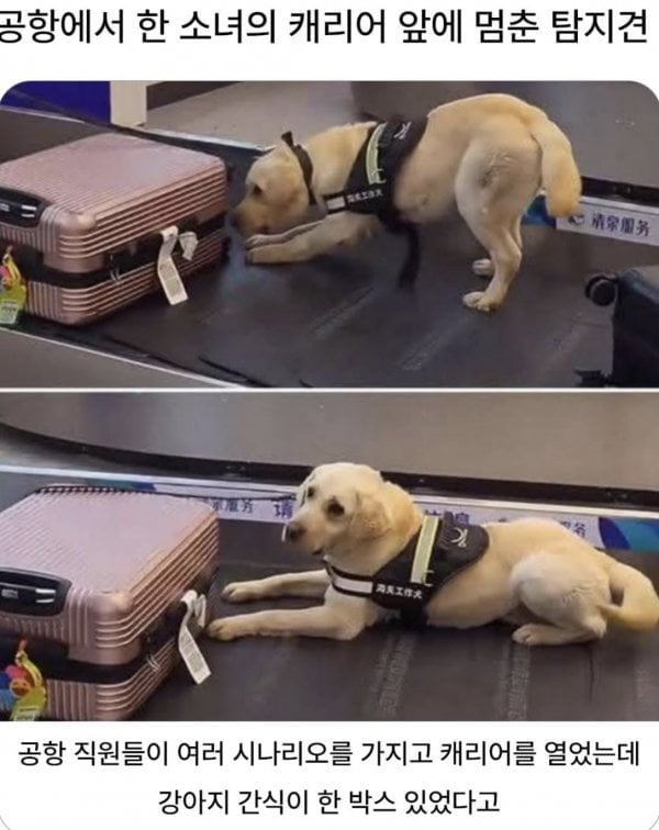 탐지견에게 딱 걸린 캐리어.jpg