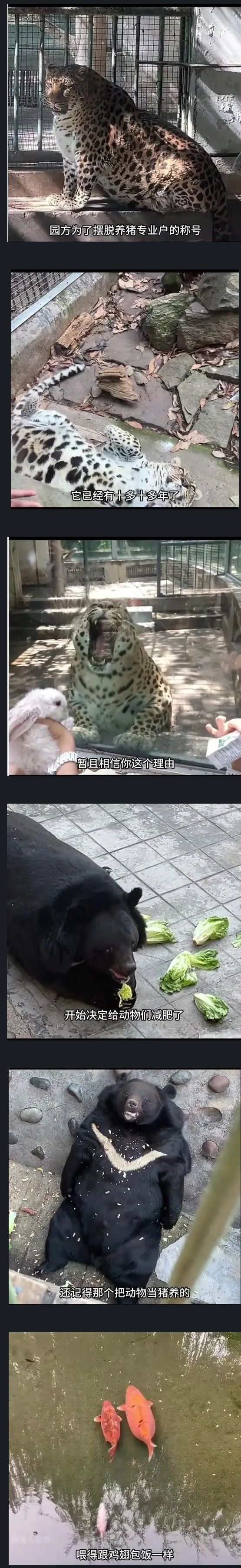 사료 민영화 된 중국 동물원 대참사.jpg