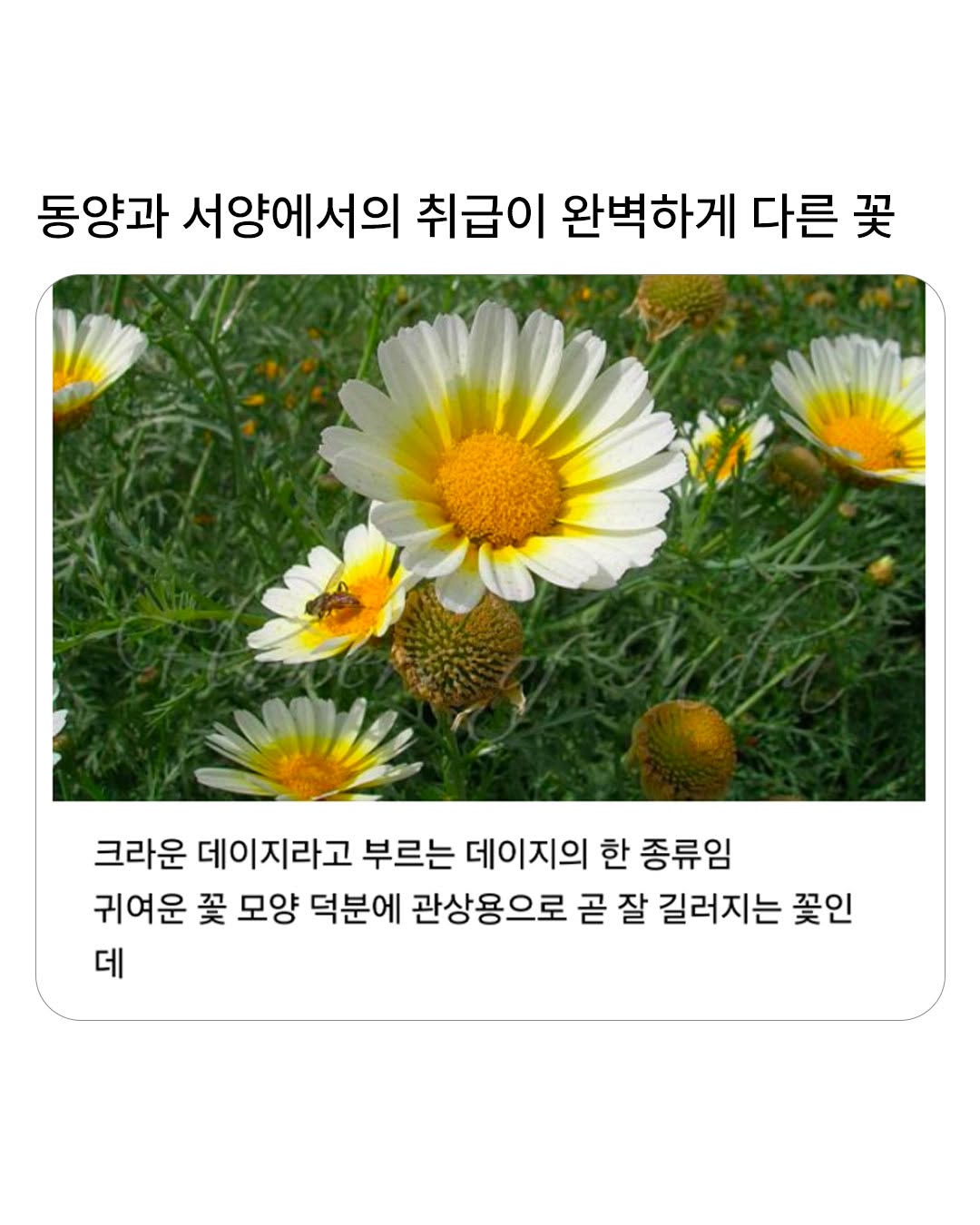 동서양에서 취급이 다른 꽃.jpg