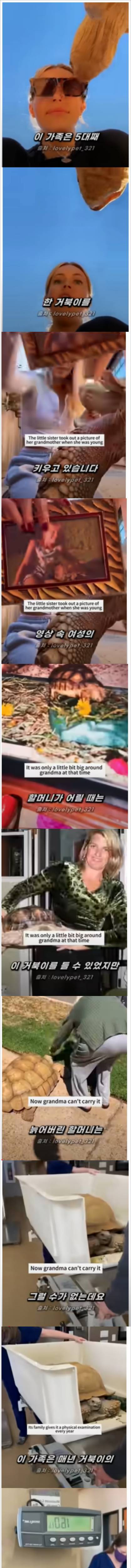 [스압] 한 가족이 5대째 키우고 있는 150살 거북이.