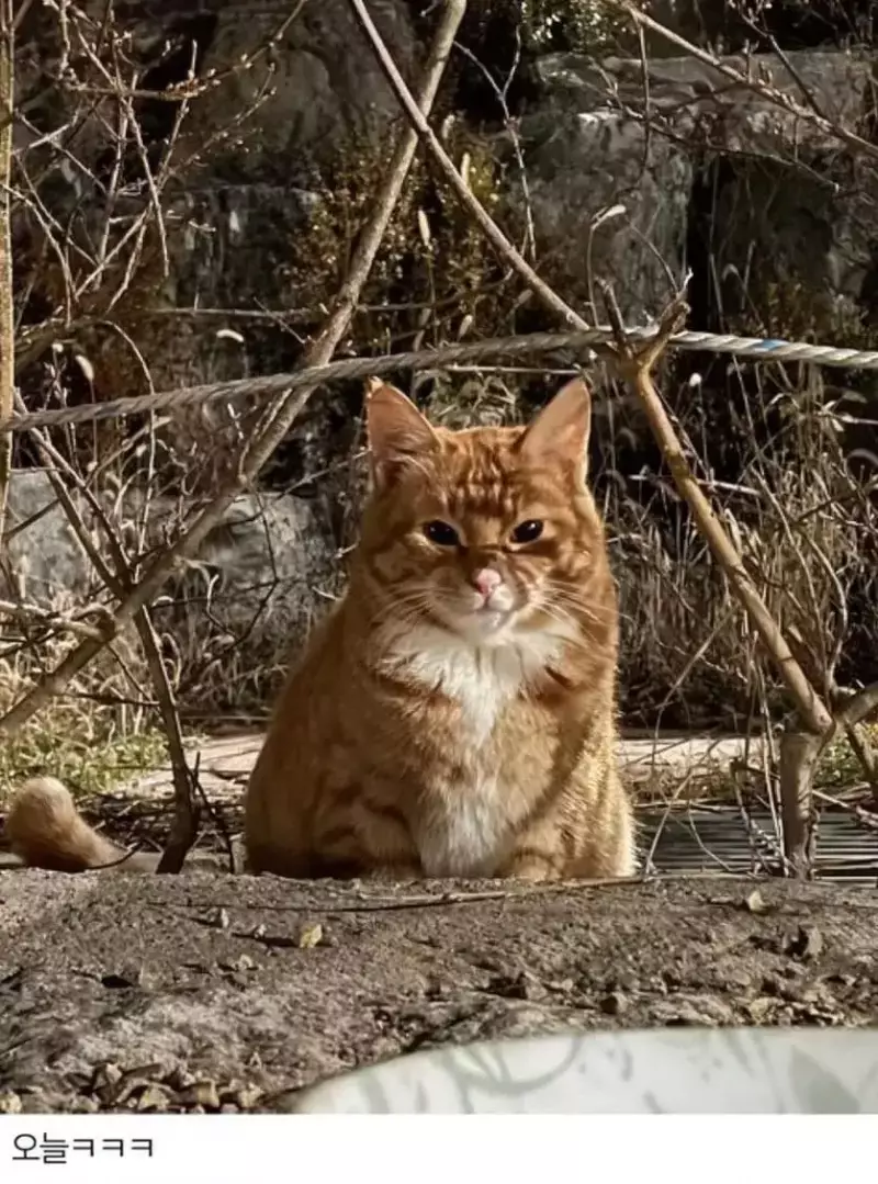 길고양이 역변