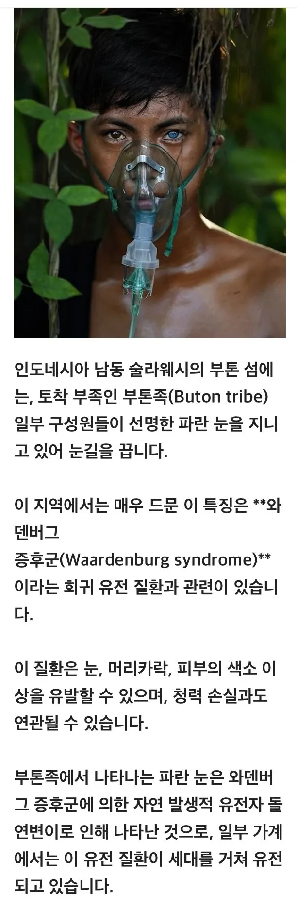 푸른 눈의 부족인들