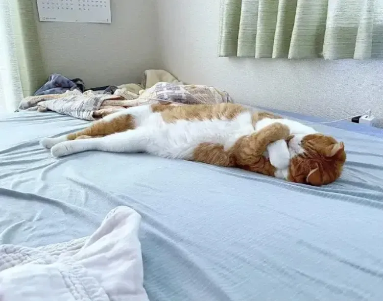 항상 같은 자세로 자는 고양이