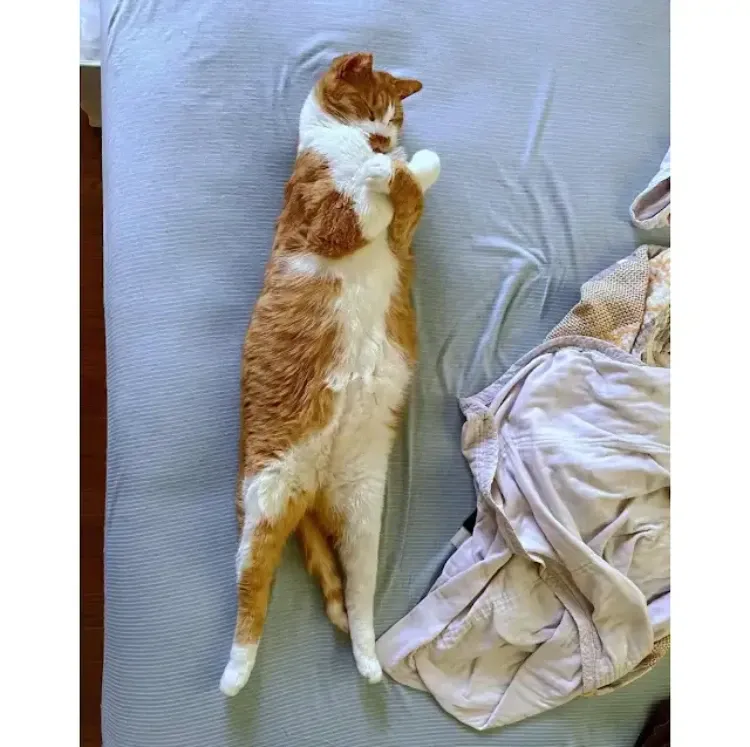 항상 같은 자세로 자는 고양이