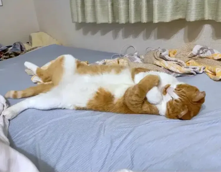 항상 같은 자세로 자는 고양이