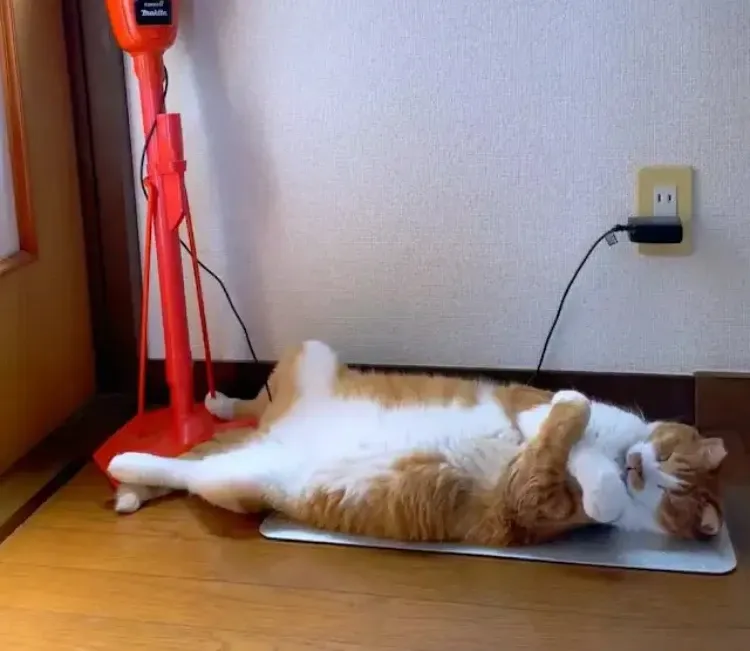 항상 같은 자세로 자는 고양이
