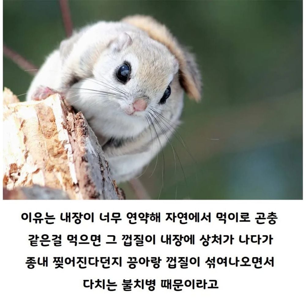 사람이 키우면 수명이 늘어나는 동물