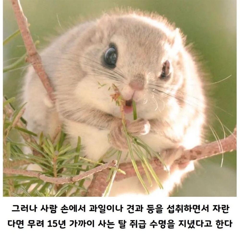 사람이 키우면 수명이 늘어나는 동물