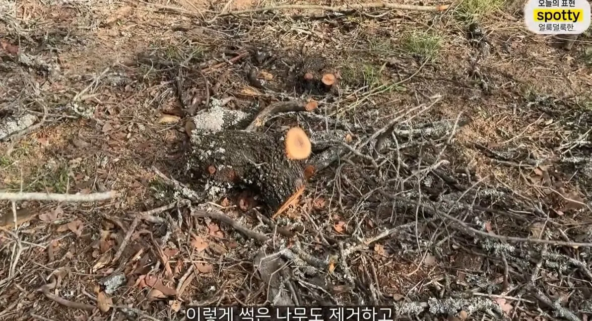 올리버쌤 집 앞마당에 나오는 독사