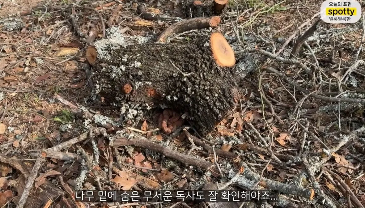 올리버쌤 집 앞마당에 나오는 독사