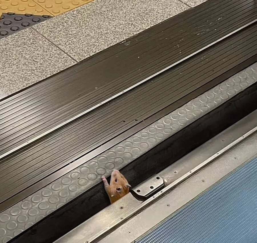 🚊슈크림도어가 열립니다 🚪