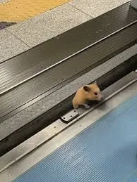 🚊슈크림도어가 열립니다 🚪