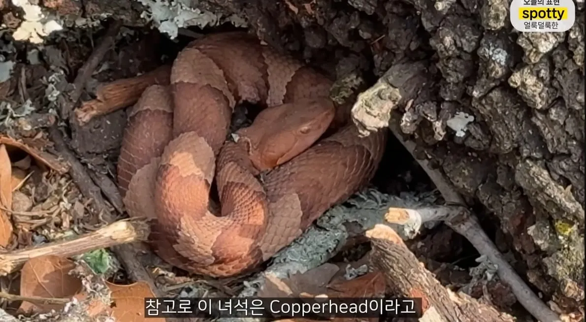올리버쌤 집 앞마당에 나오는 독사