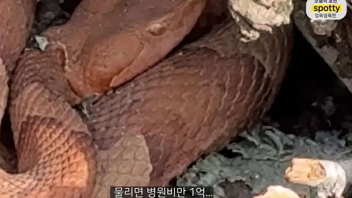 올리버쌤 집 앞마당에 나오는 독사
