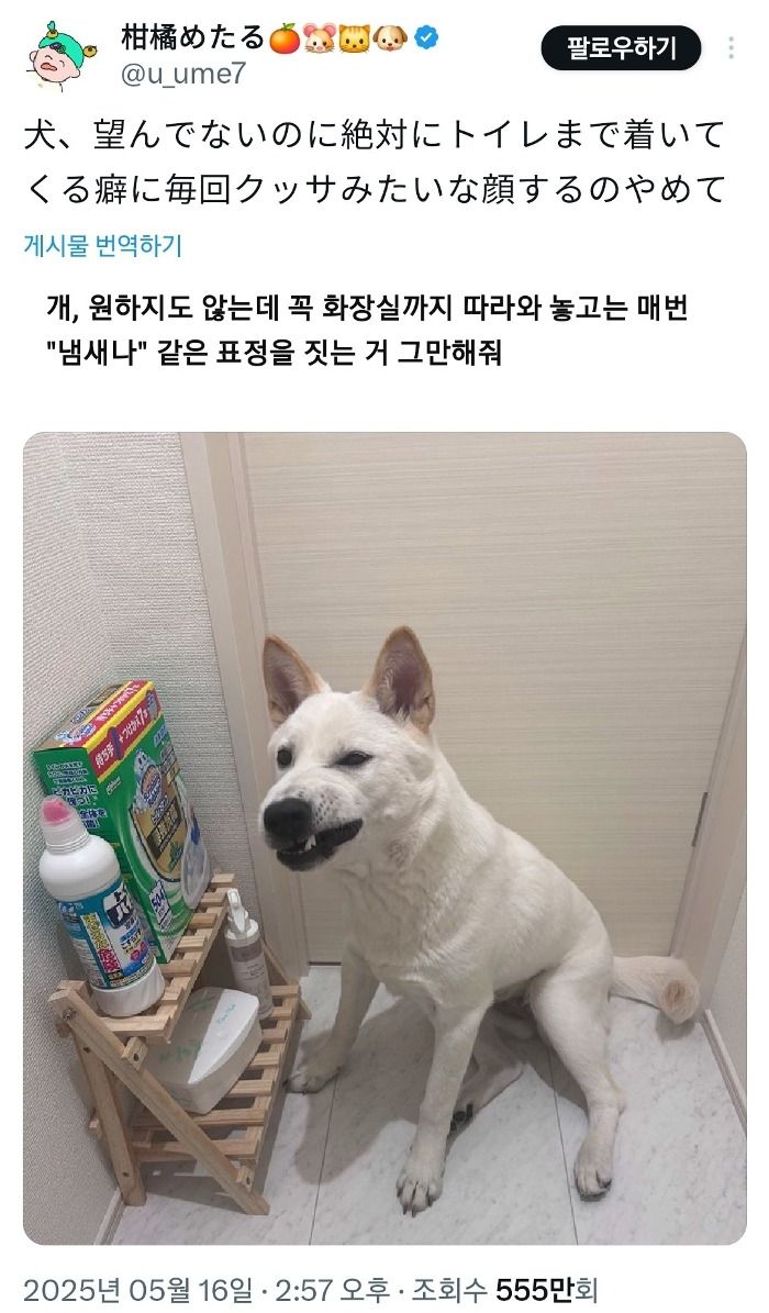 화장실 갈 때 꼭 따라오는 강아지