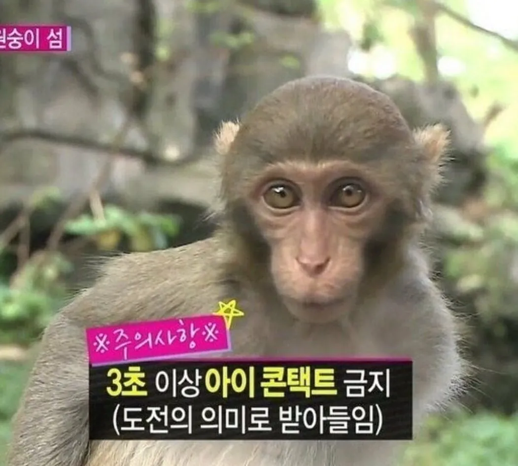 원숭이랑 3초 이상 눈 마주치면 생기는 일.jpg