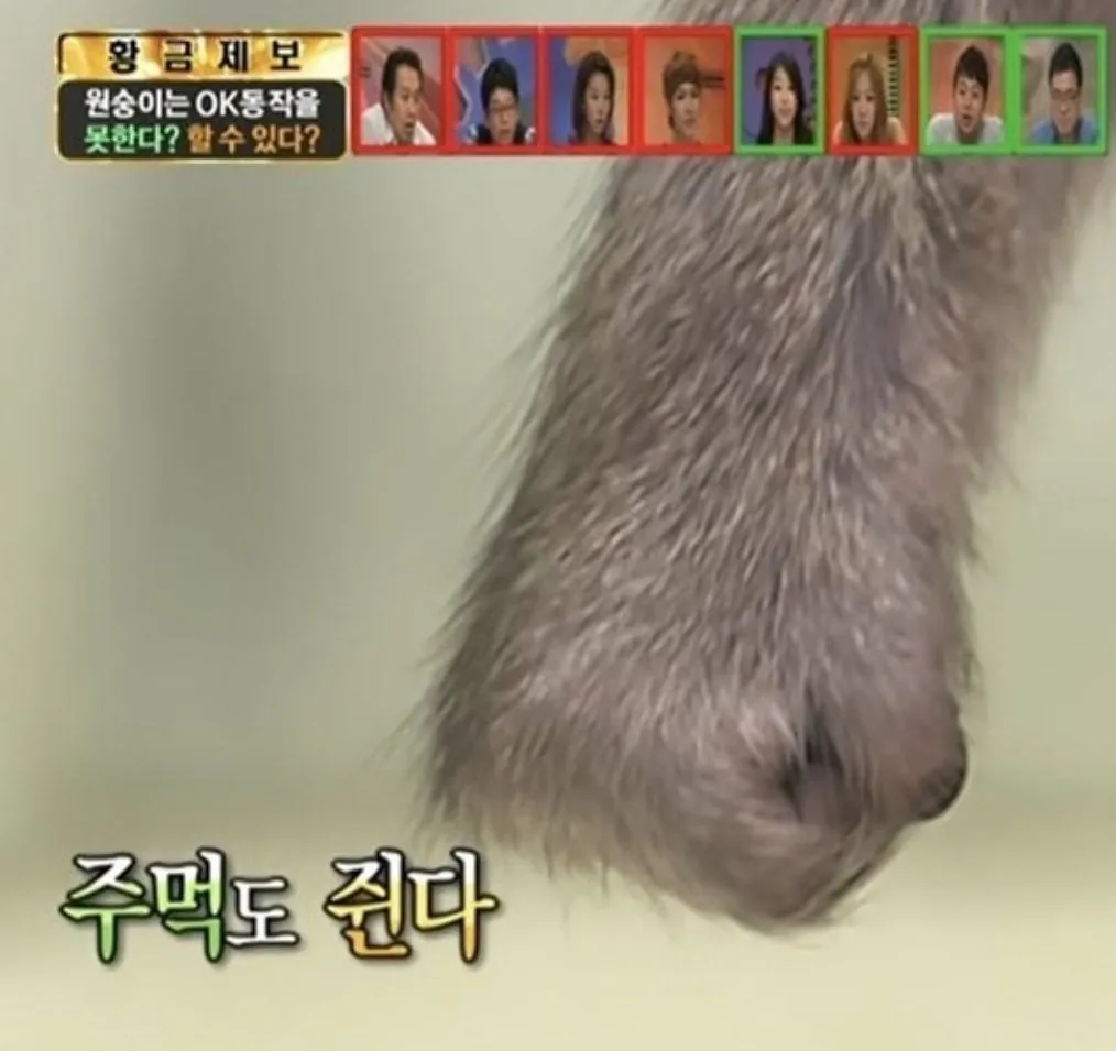 원숭이랑 3초 이상 눈 마주치면 생기는 일.jpg