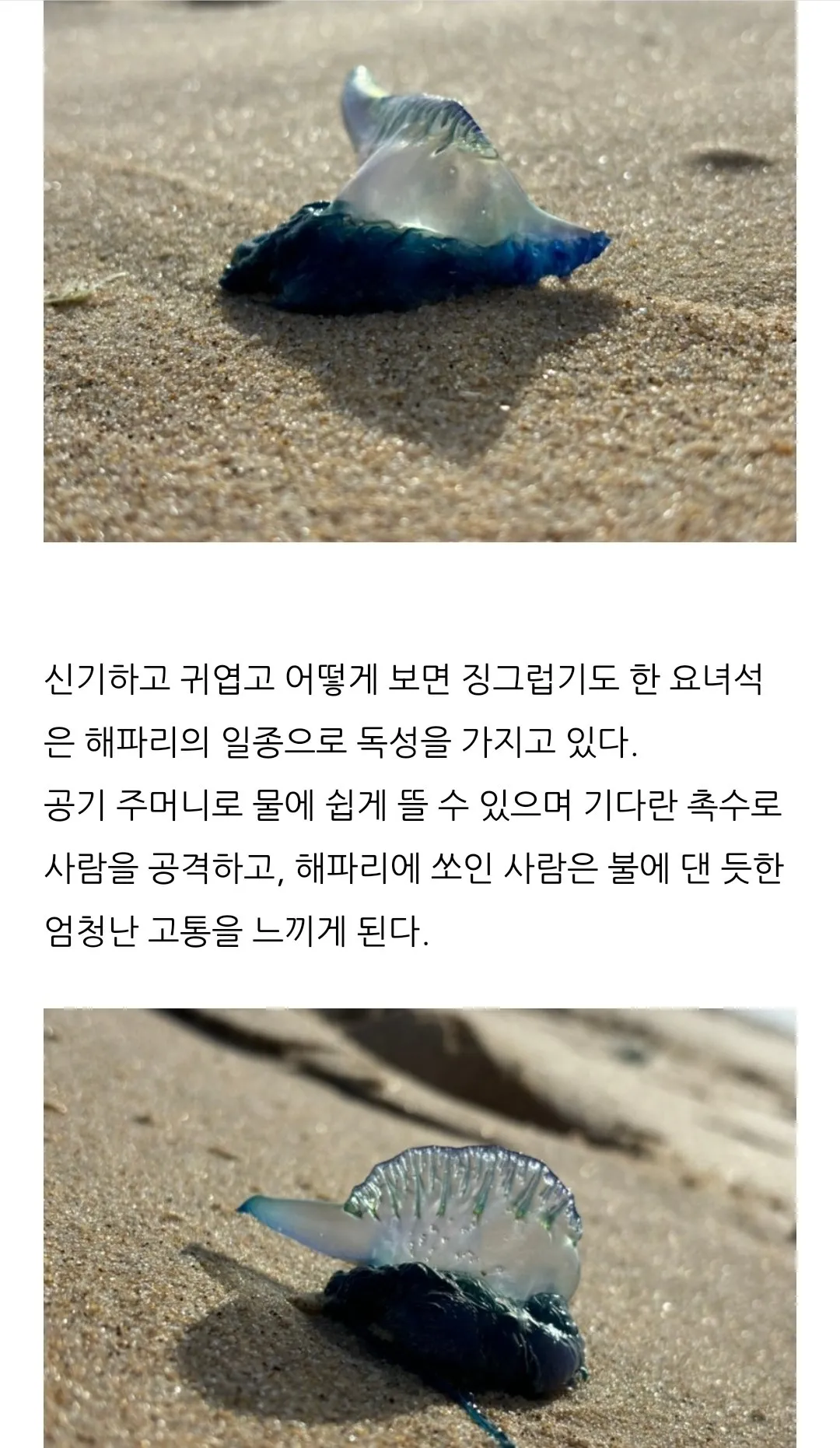 호주사람들이 해수욕장에 못들어가는 이유