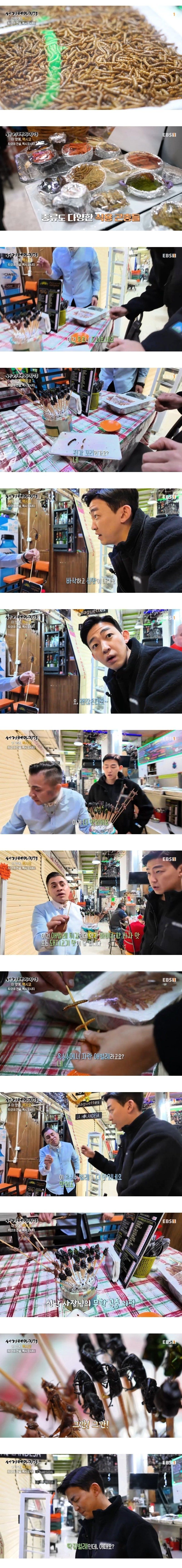 빵 맛 난다는 초코 바른 곤충