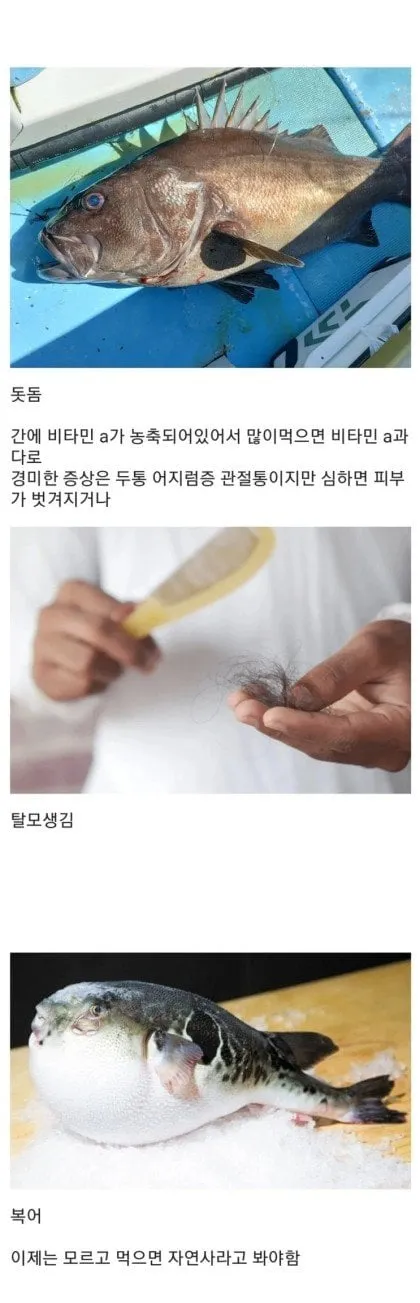 실수로 잘못 먹으면 위험한 생선들