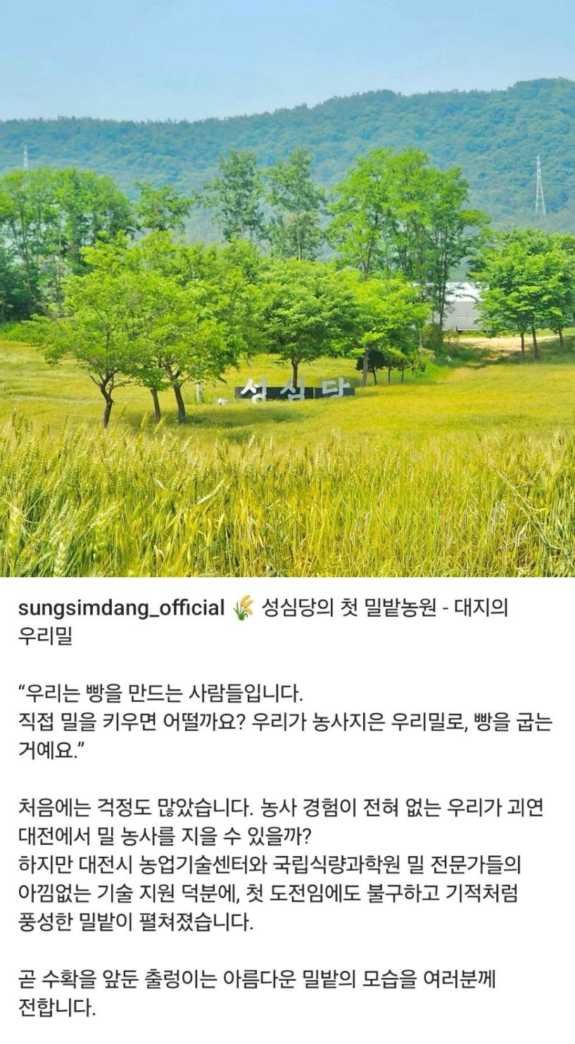 성심당 밀밭 근황