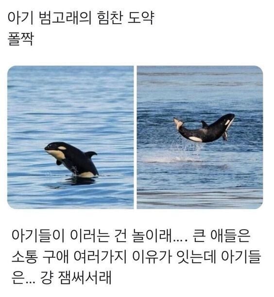 응애 나 아기범고래