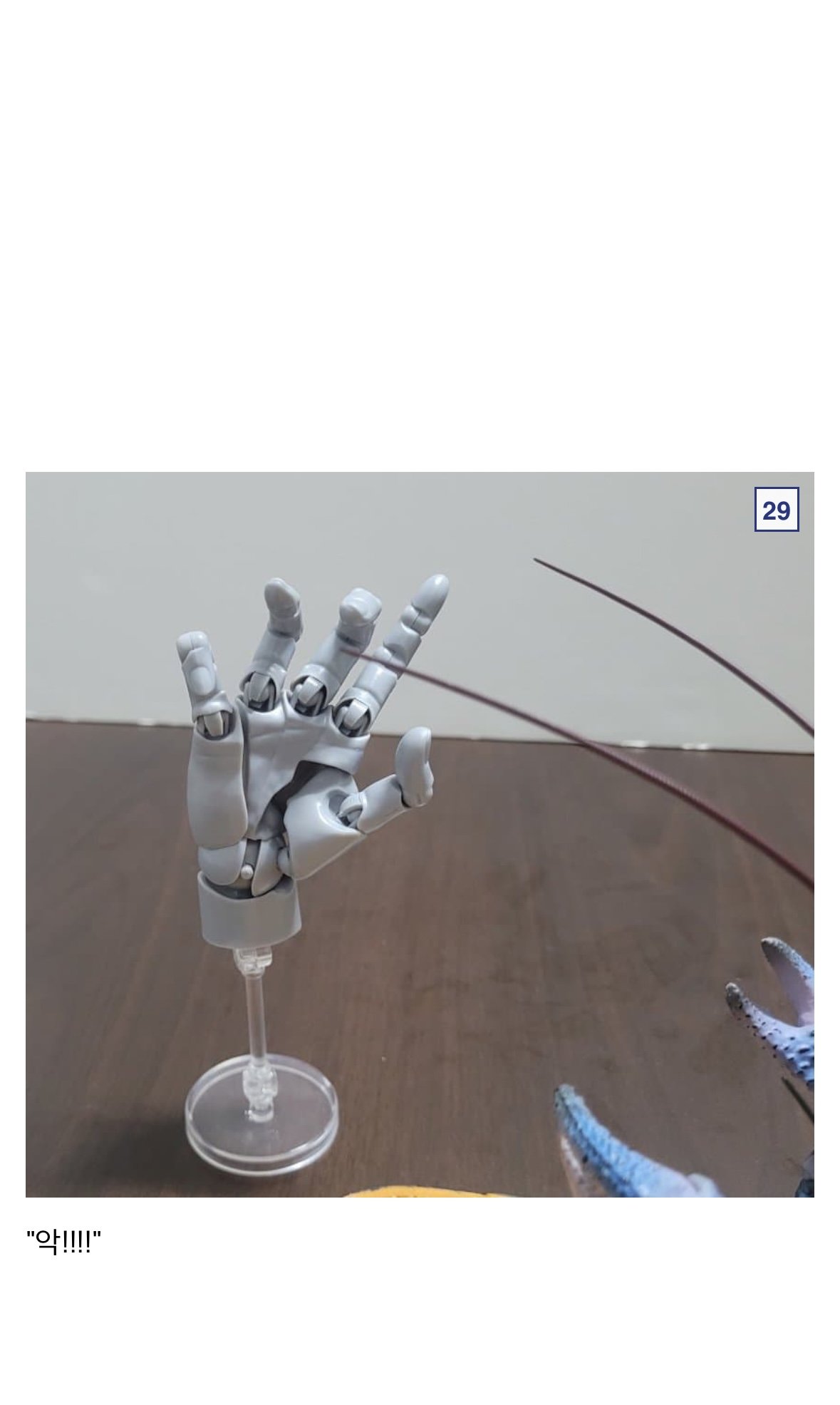 🦀싱글벙글 9만원짜리 코코넛 크랩.jpg