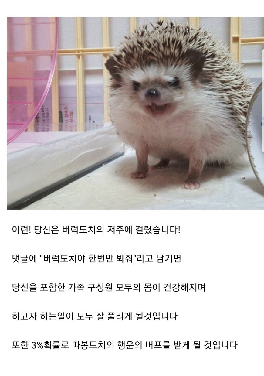 요즘 누가 버럭도치 무시하냐;;